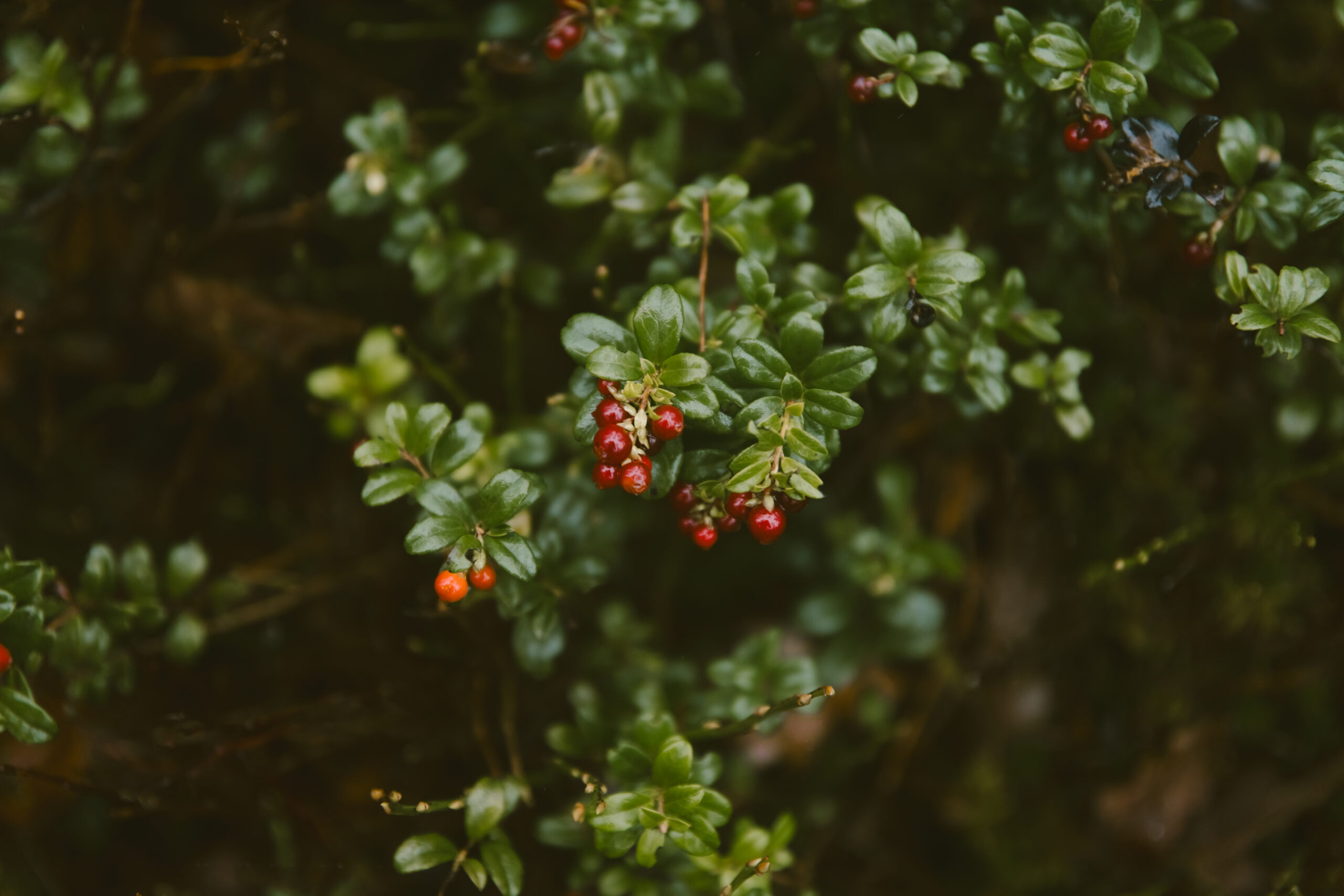 Wild diner_ Wild wandeling - Wildbroeders_04