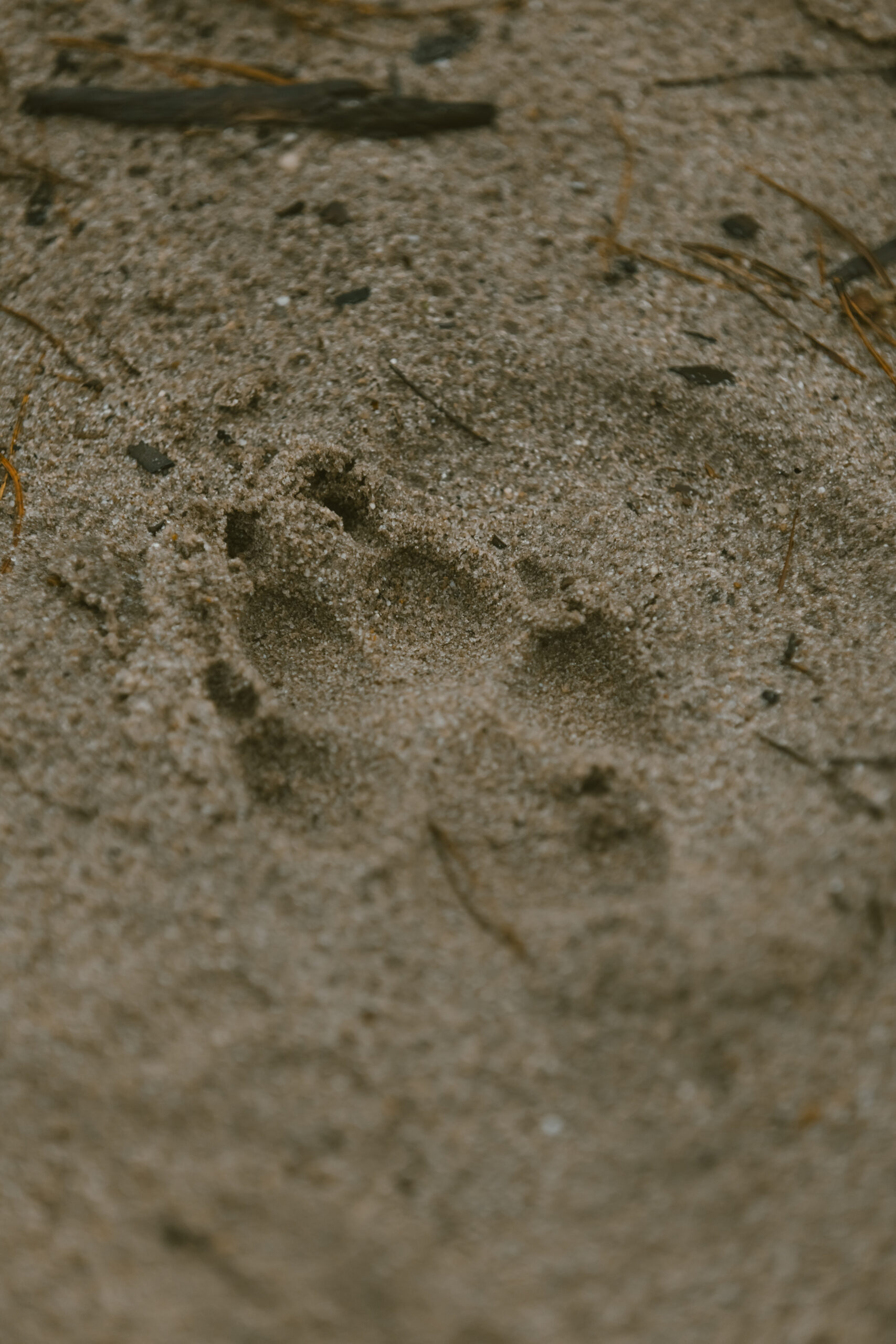 Wild diner_ Wild wandeling - Wildbroeders_01