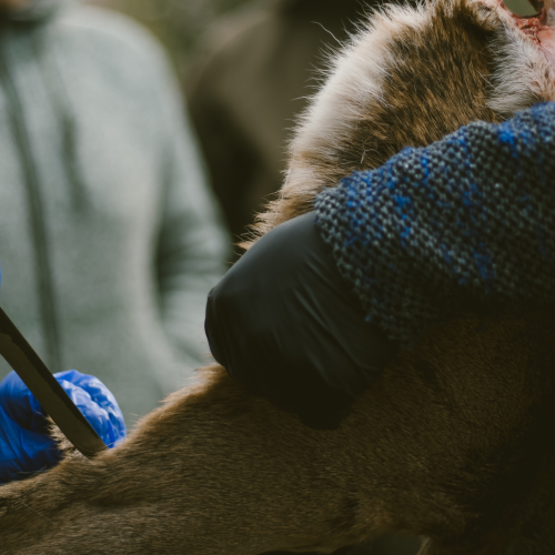 Cursus zelf slachten - De wildbroeders - Wild workshop - 02